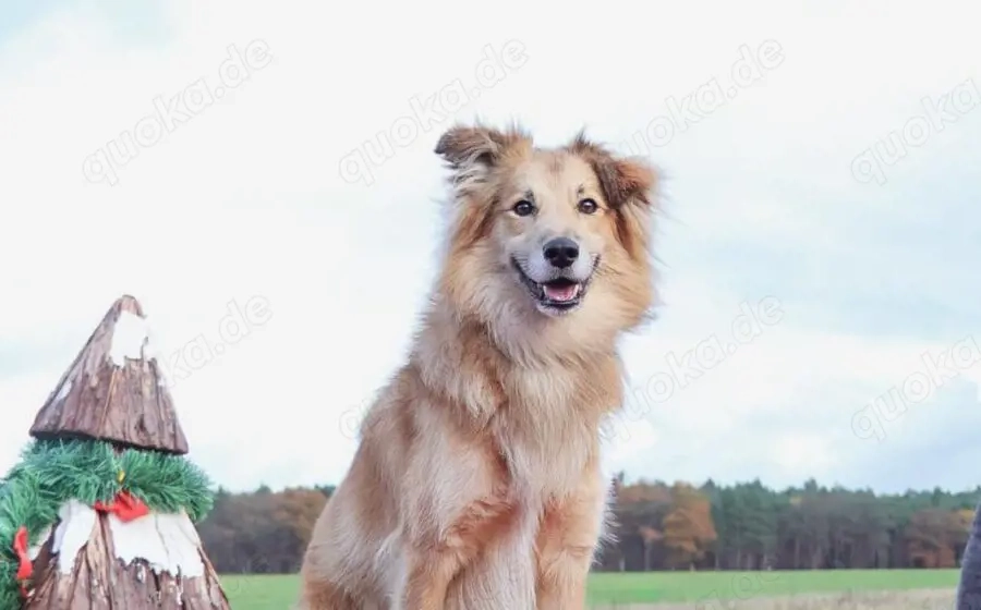 Schenkst du Toppi ein Zuhause?