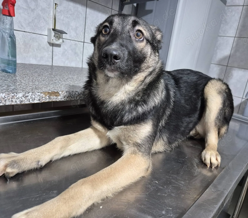 Junghündin 890520 sucht ihre Menschen