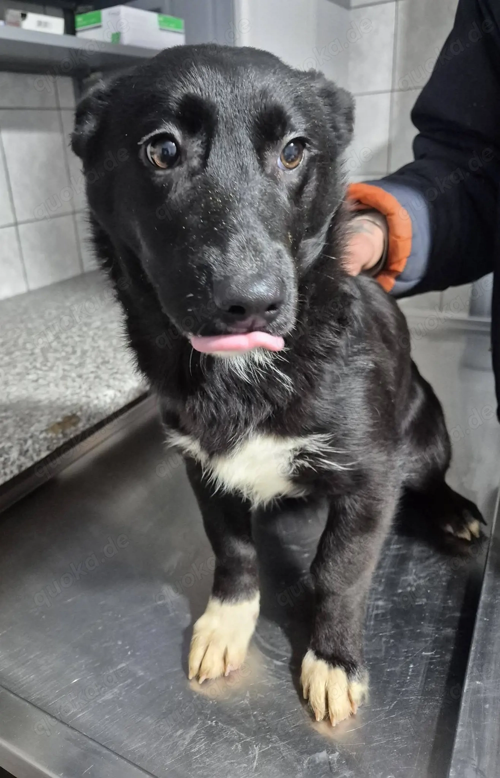 Junghündin 890519 stellt sich vor