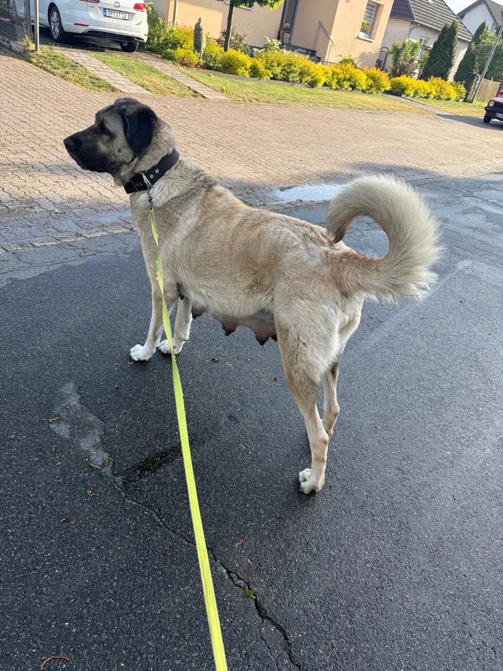 Wurfankündigung Kangalwelpen 