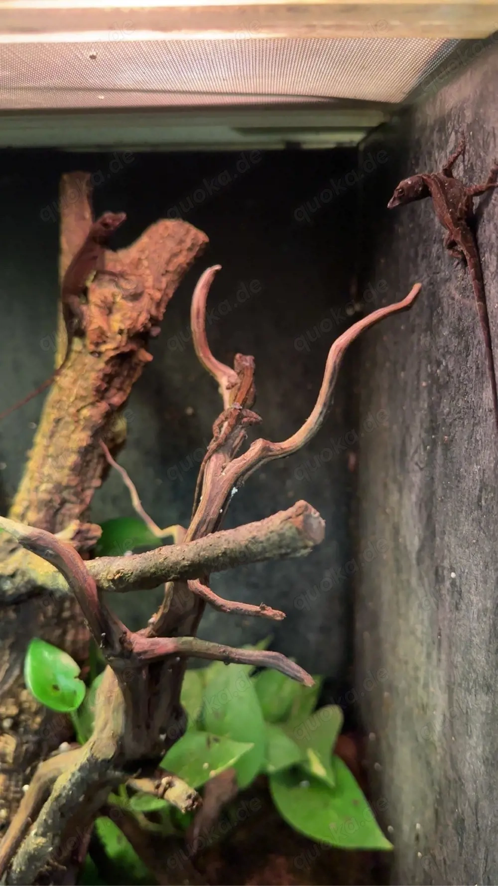 Pueto Rico Anolis 