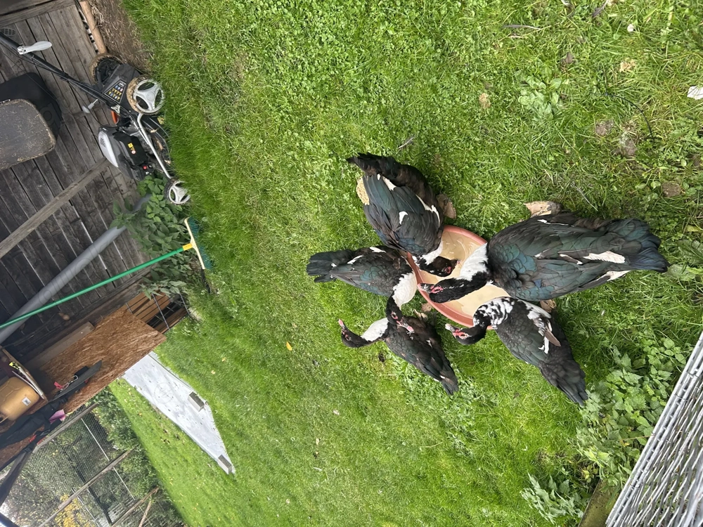  Warzenente (rein weiß )