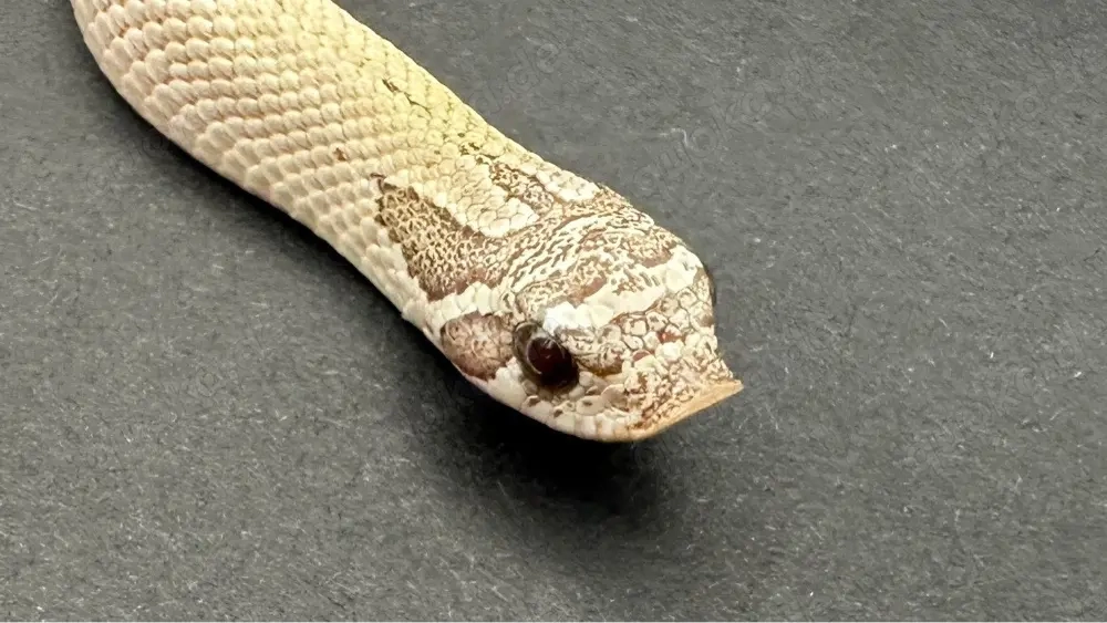 1.0 Arctic Toffeebelly Superconda Hakennasennatter ( Heterodon Nasicus )