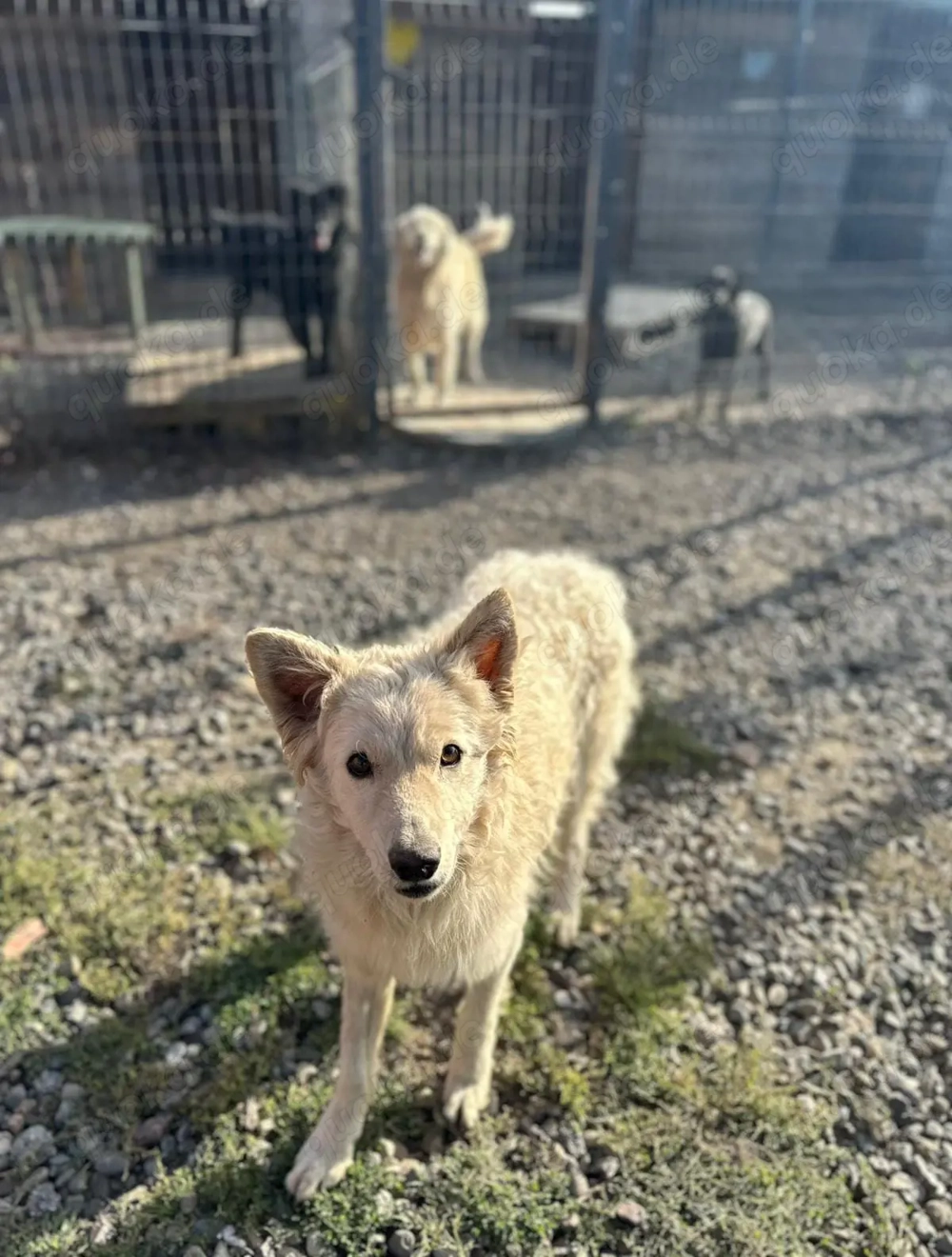 Warmes Körbchen gesucht 