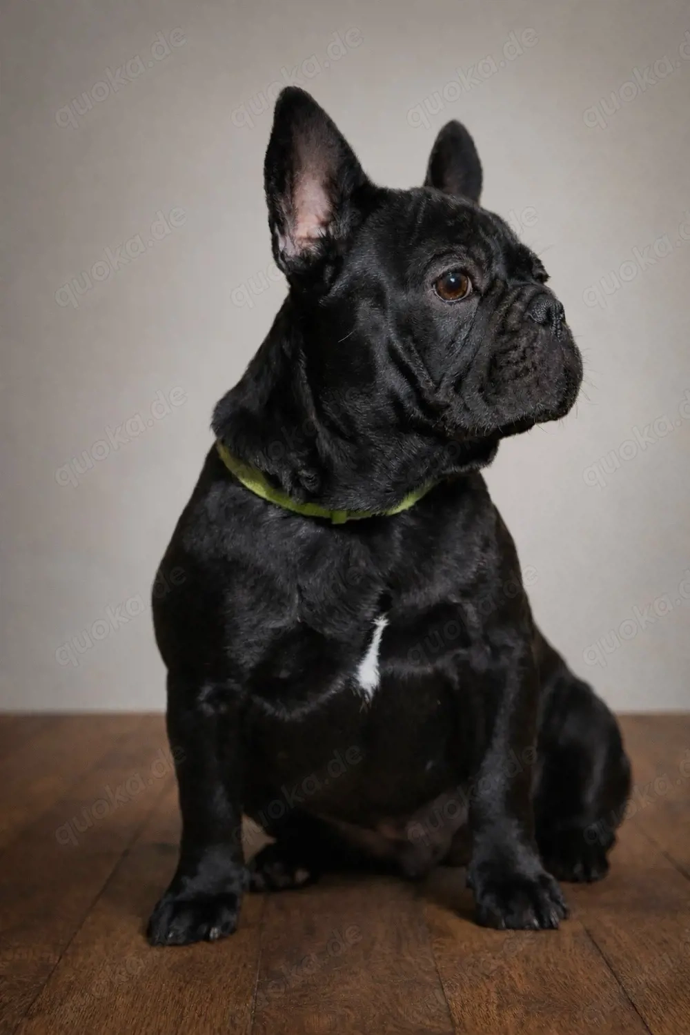 Liebevolle Französische Bulldoggen