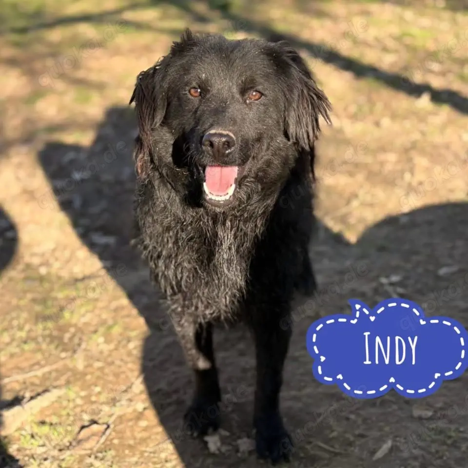 Indy, lieber und verschmuster Mudi   Kroatischer Schäferhund muss endlich raus aus dem Tierheim