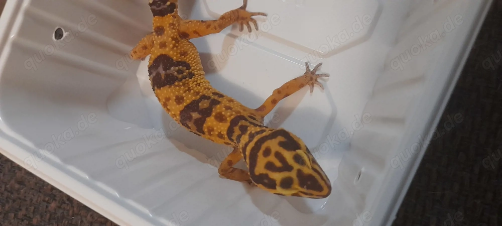 Leopardgecko Weibchen DNZ 2025 