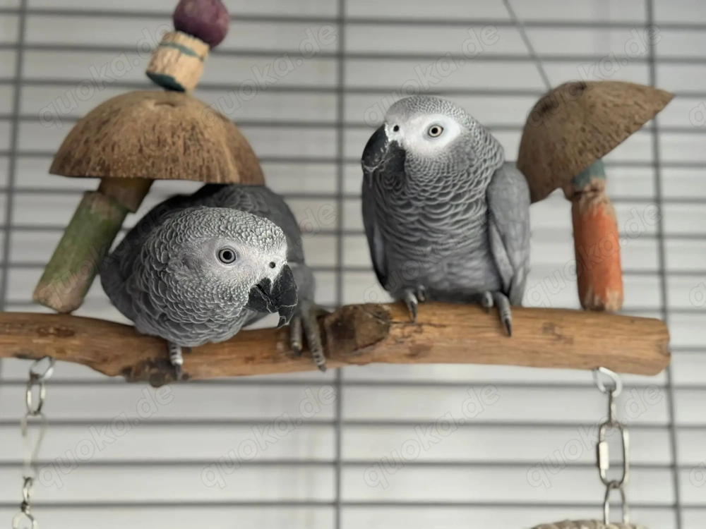 Graupapageien Pärchen (m+w) abzugeben inkl. XXL Premium Käfig (Neupreis 1200 ) + komplettes Zubehör