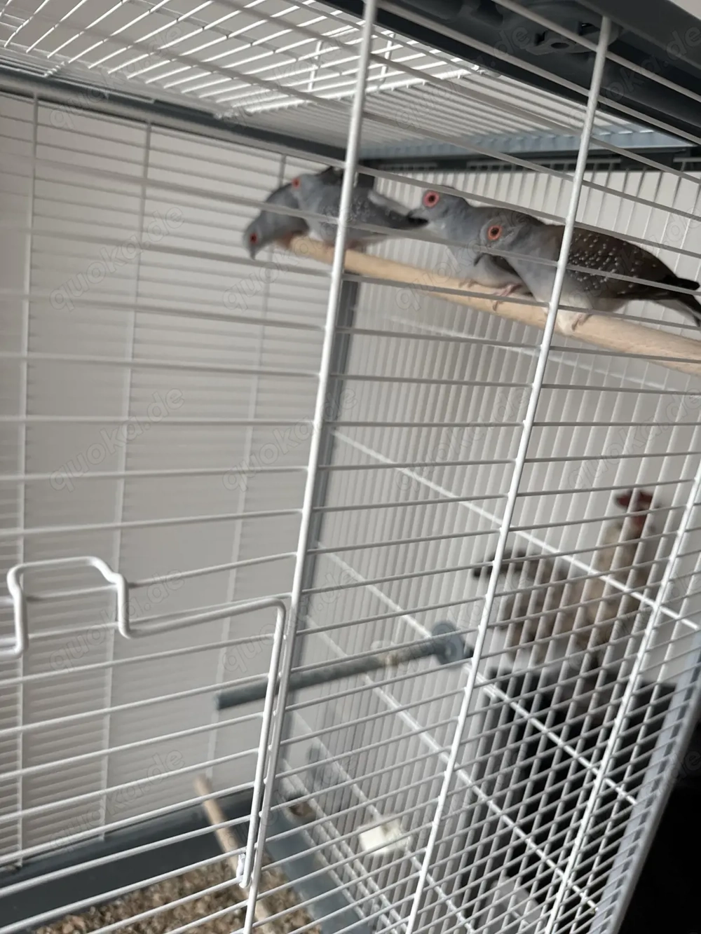 4 Diamanttäubchen (2 Pärchen) inkl. Käfig abzugeben