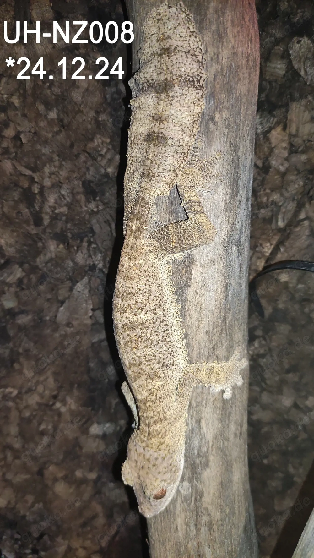 0,3 Uroplatus henkeli, Piebald inside