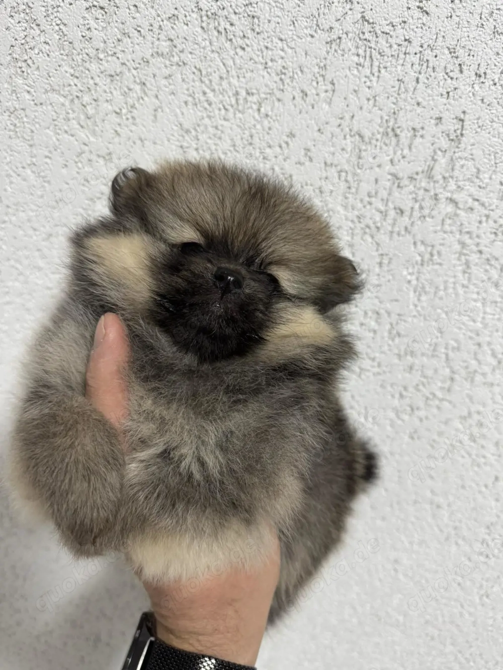 Pomeranian Zwergspitz