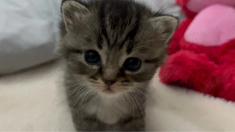 Kitten suchen ein Zuhause     