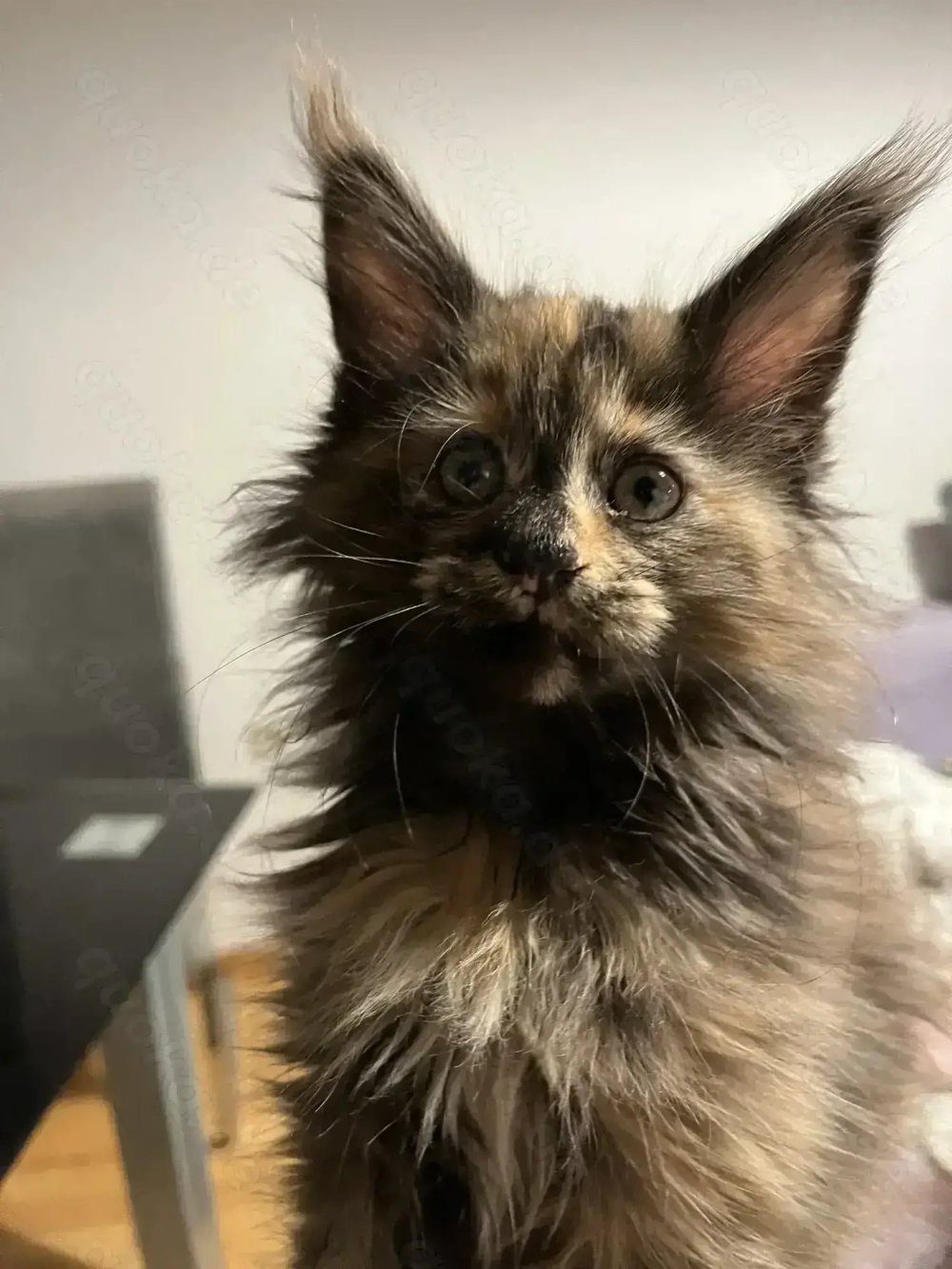 Areti Maine Coon 