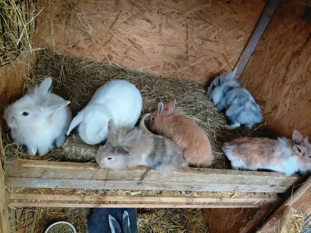 Löwenkopfkaninchen   Zwergkaninchen