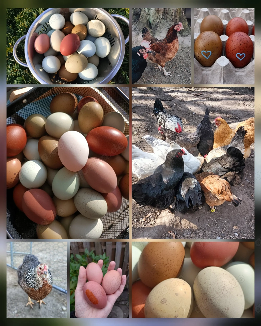 EasterEgger Buntleger hühner Marans Grünleger Bruteier 