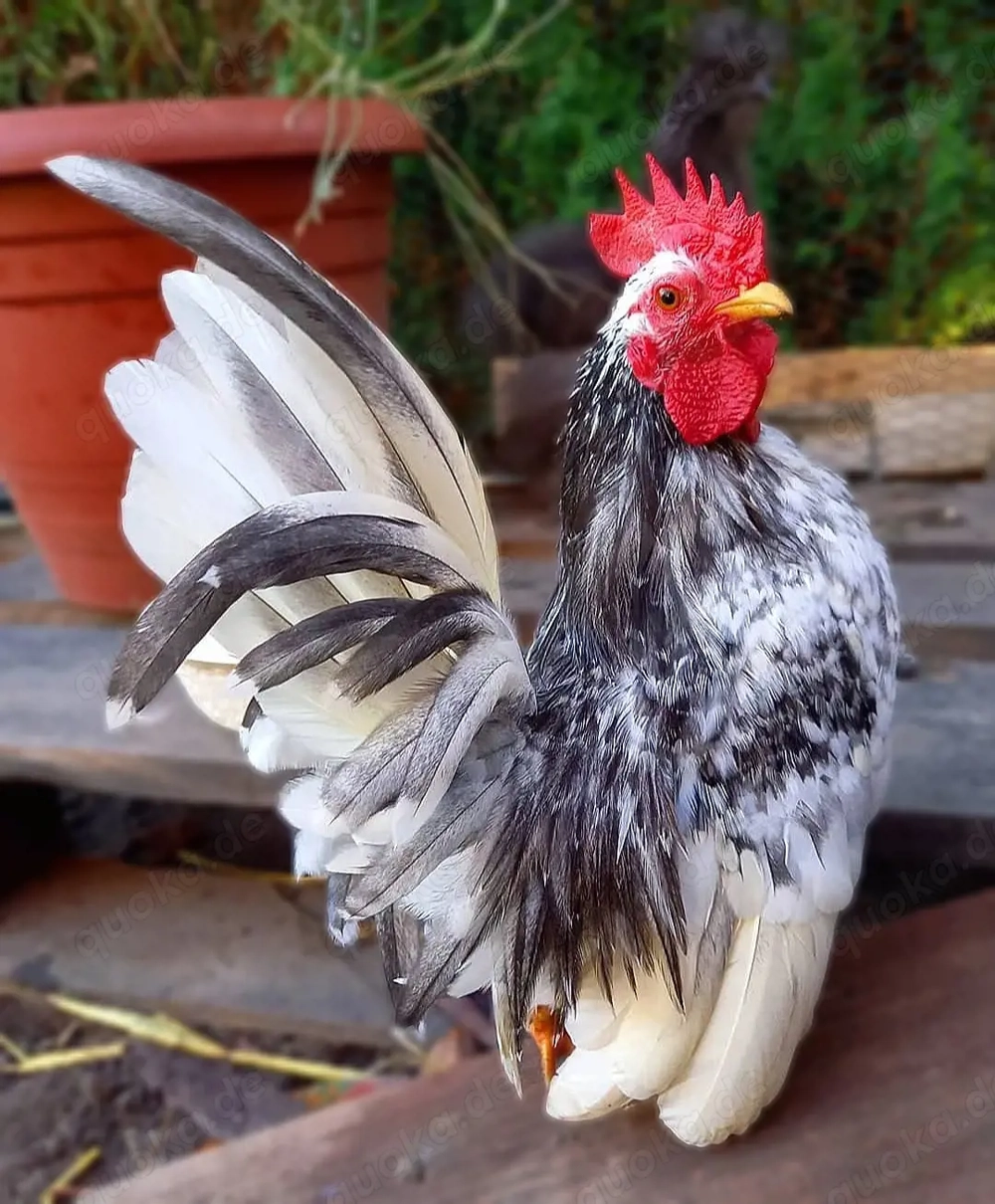 Serama herburgshühner Zwerghühner Bruteier hühner