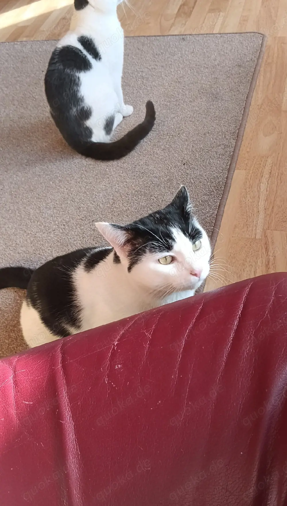 Geschwisterkater abzugeben in liebevolle Hände 