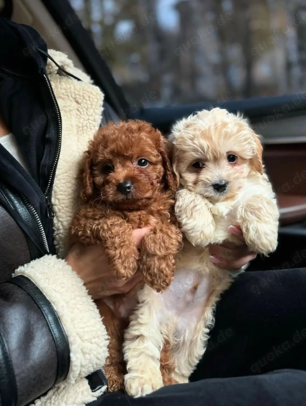 Maltipoo-Welpen