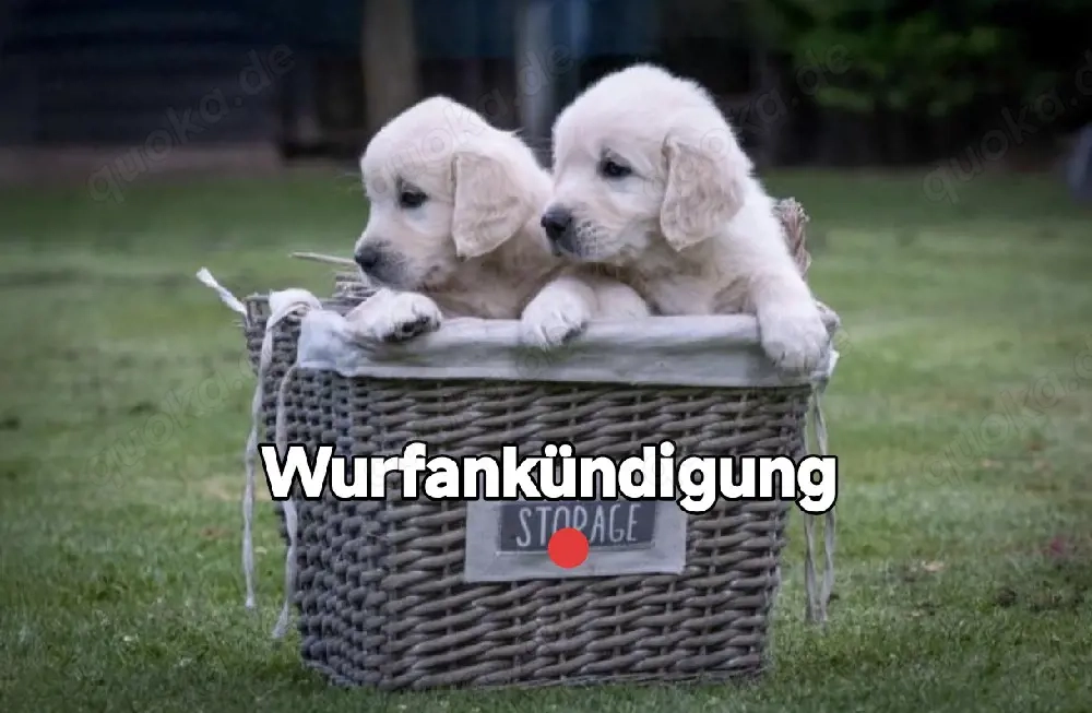 Golden Retriever Welpen