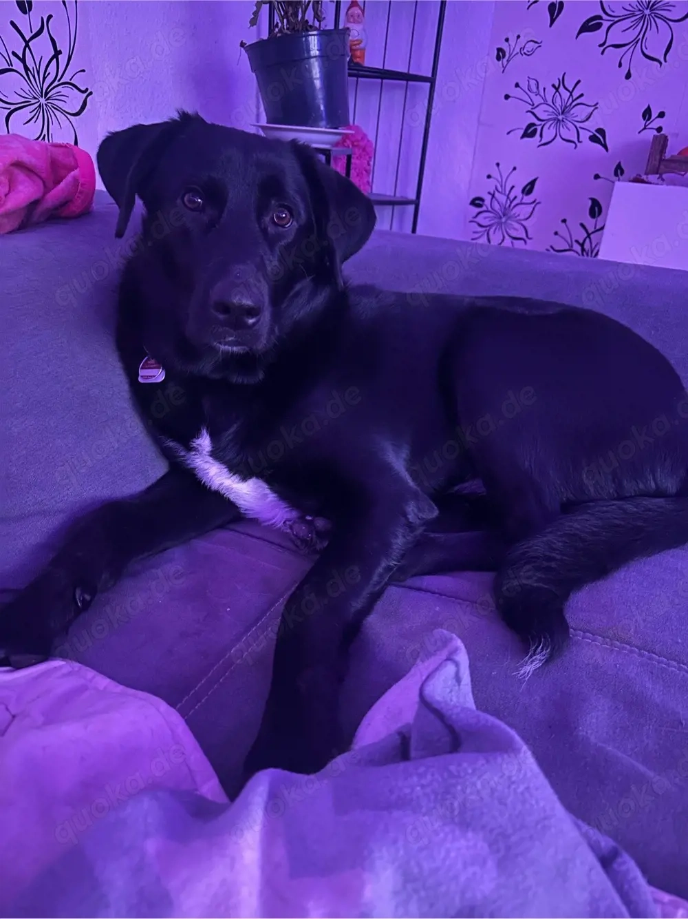 erfahrenes zuhsuse gesucht