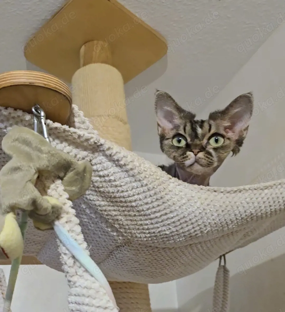 Junges, hübsches  Mädchen Lika sucht ein neues liebevolles Zuhause!