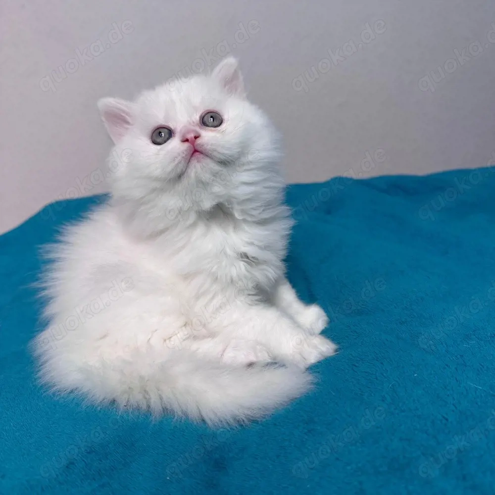 bkh kitten 