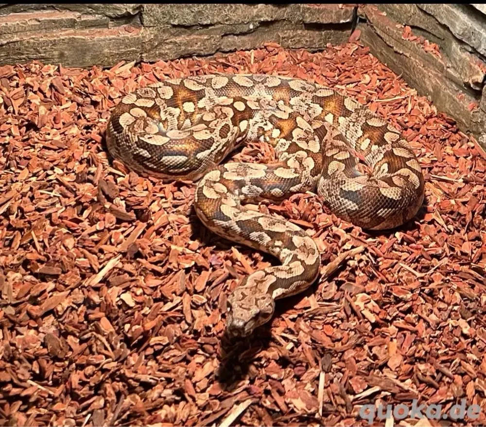 Südliche Madagaskar Boa