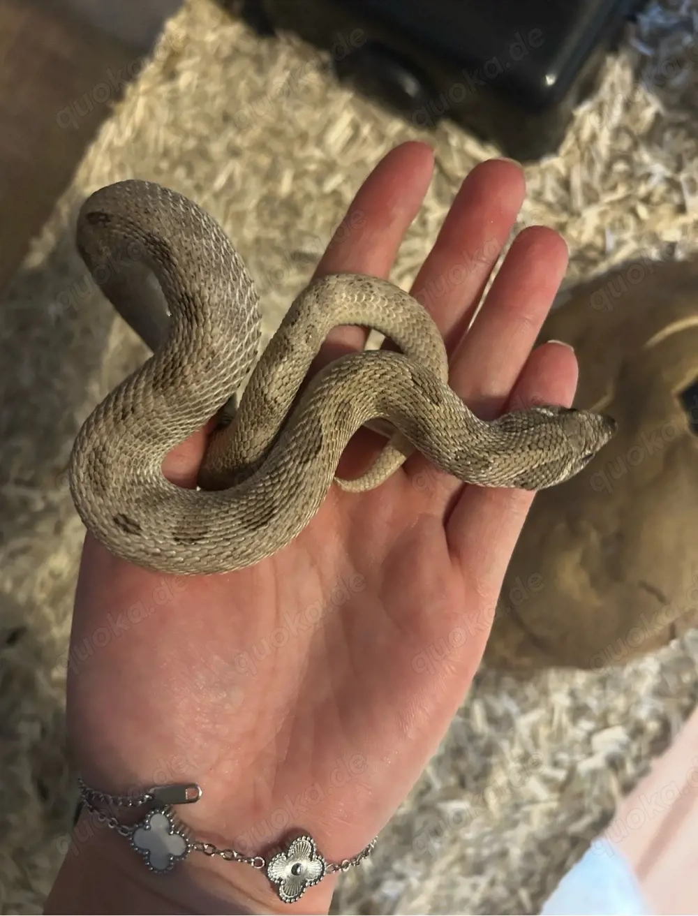 Axanthicconda 100% het Albino Tausch möglich