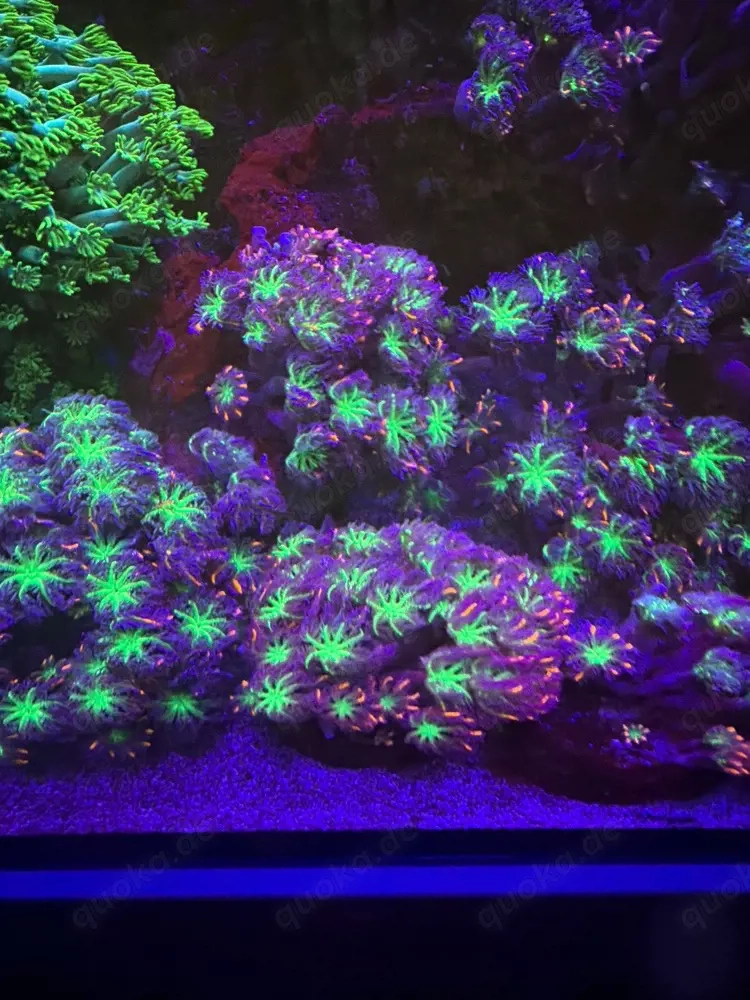 Calvularia Tricolor Ableger