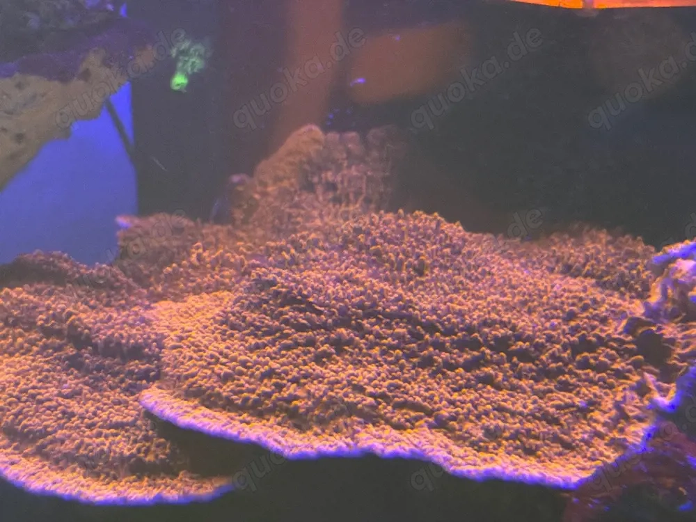 Schöner Montipora Rot Ableger 