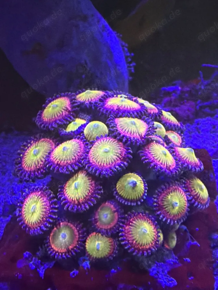 Zoanthus Sunny D Ableger 