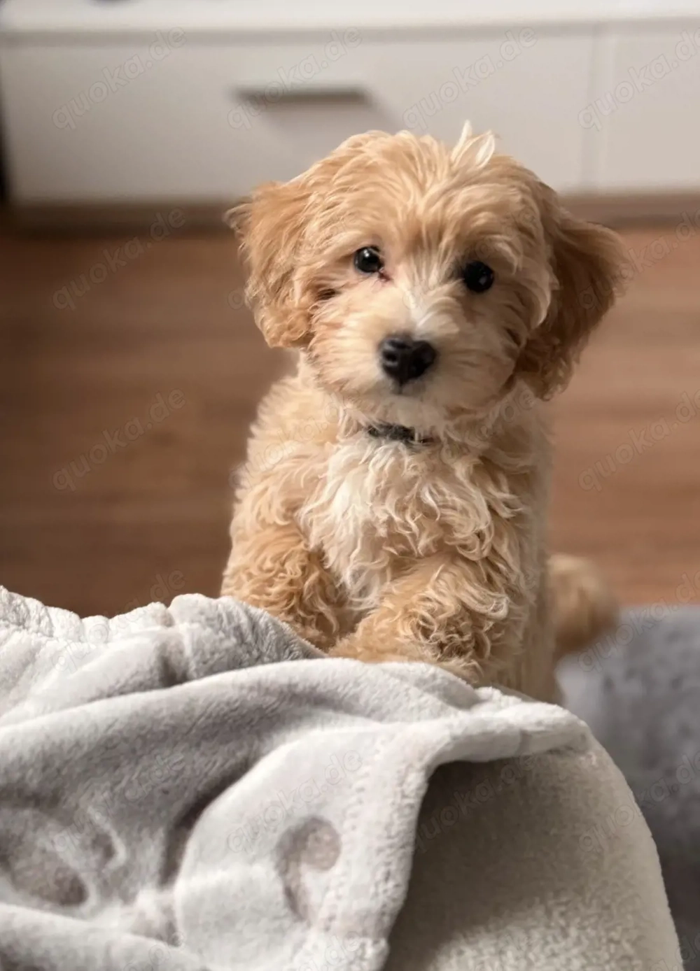 Originaler Maltipoo Welpe 4 Monate alt.