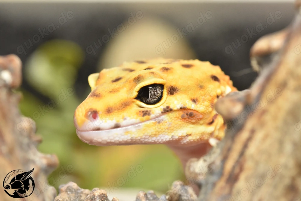 1.0 Emerine Blood Eclipse pos TA Leopardgecko 