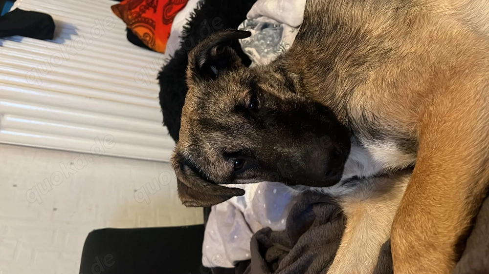 Süße Schäferhund-Mix-Welpe Kira sucht ein liebevolles Zuhause!