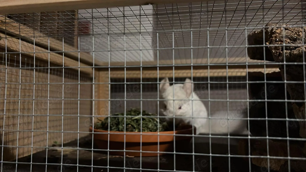 Chinchillahs abzugeben 