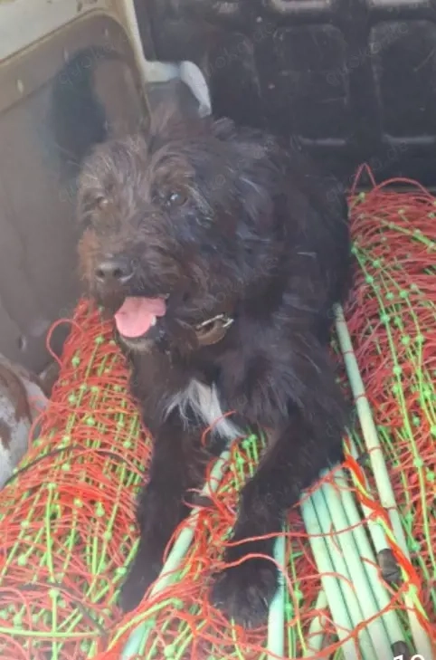 Wo sind meine Sportler? Hütehundmix sucht 