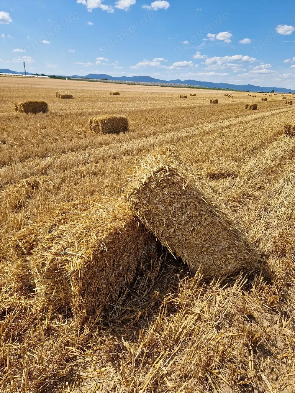 Stroh HD Ballen Weizen und Gerste 