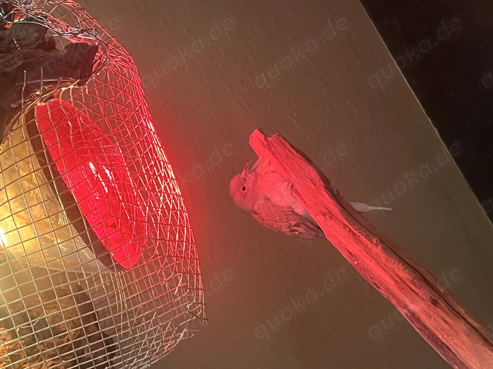 Unser Diamanttäubchen sucht ein neues Zuhause 