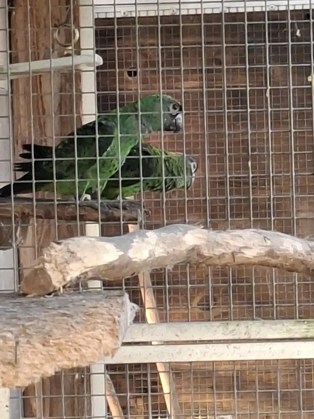 Grüne Kongopapageien