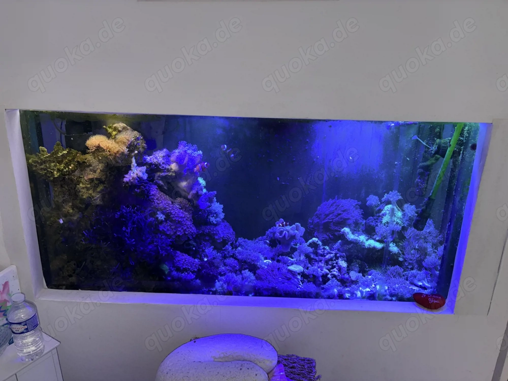 Meerwasseraquarium 500 l