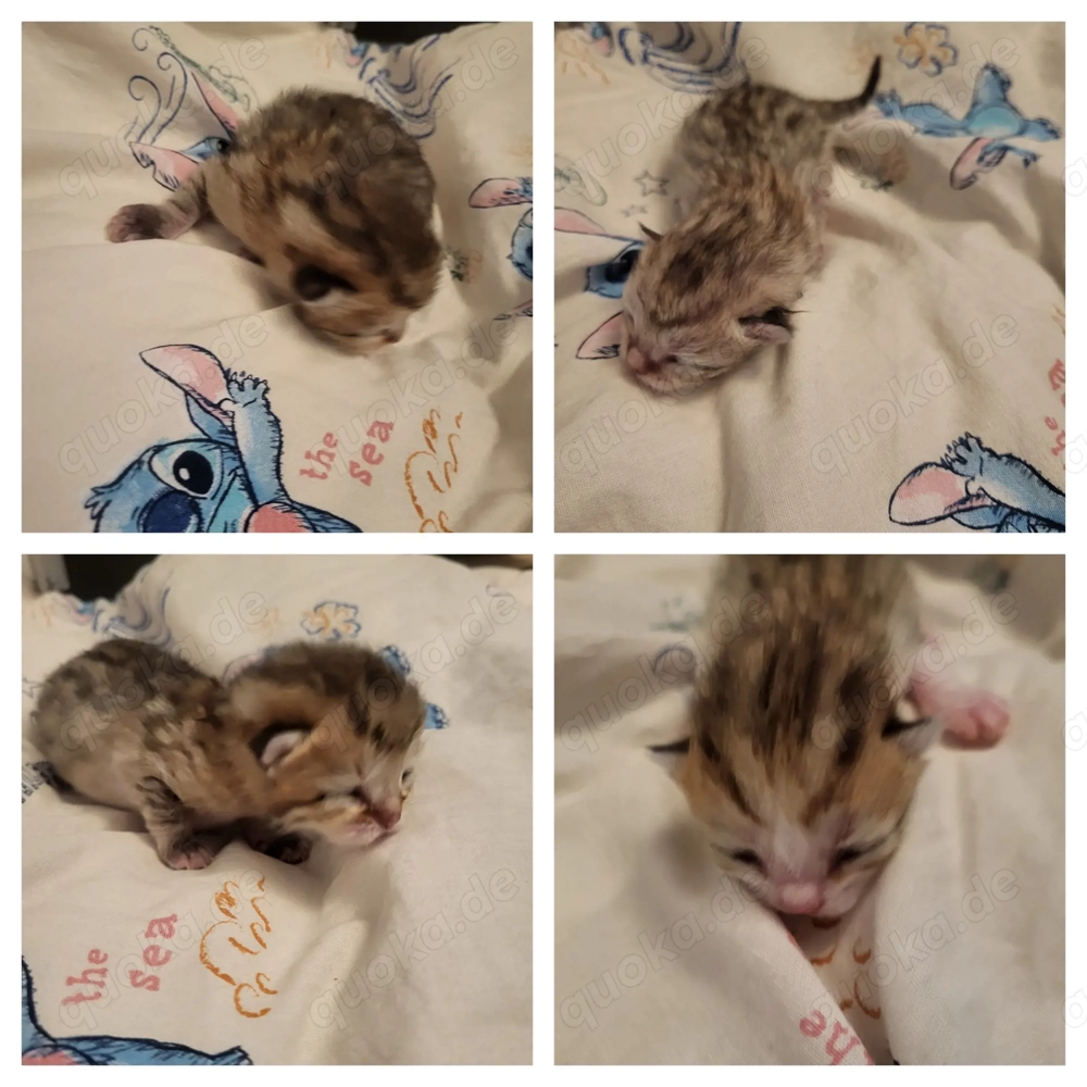 Bkh kitten Golden tabby 