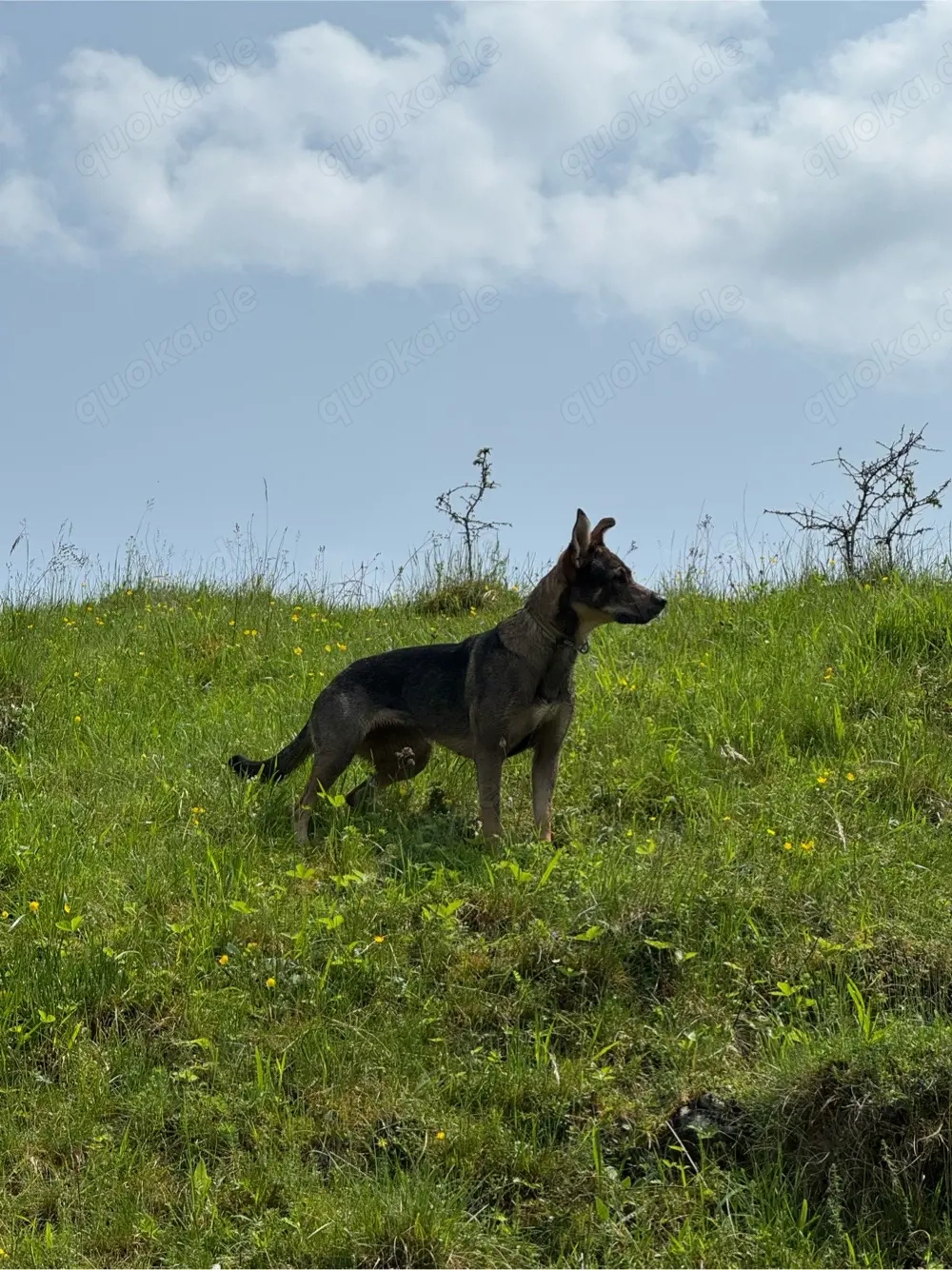 Sportliche Hündin sucht erfahrene Besitzer