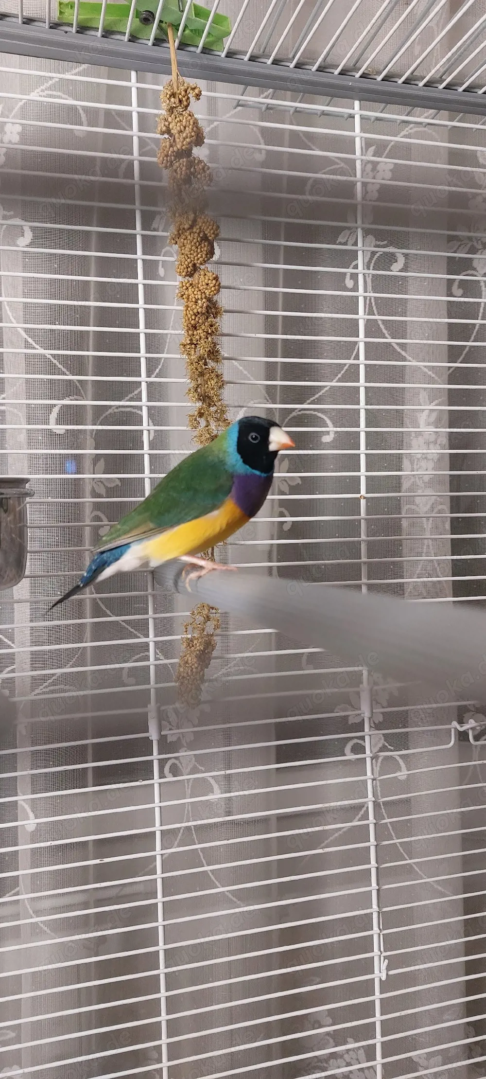 Gouldamadine aus 2025