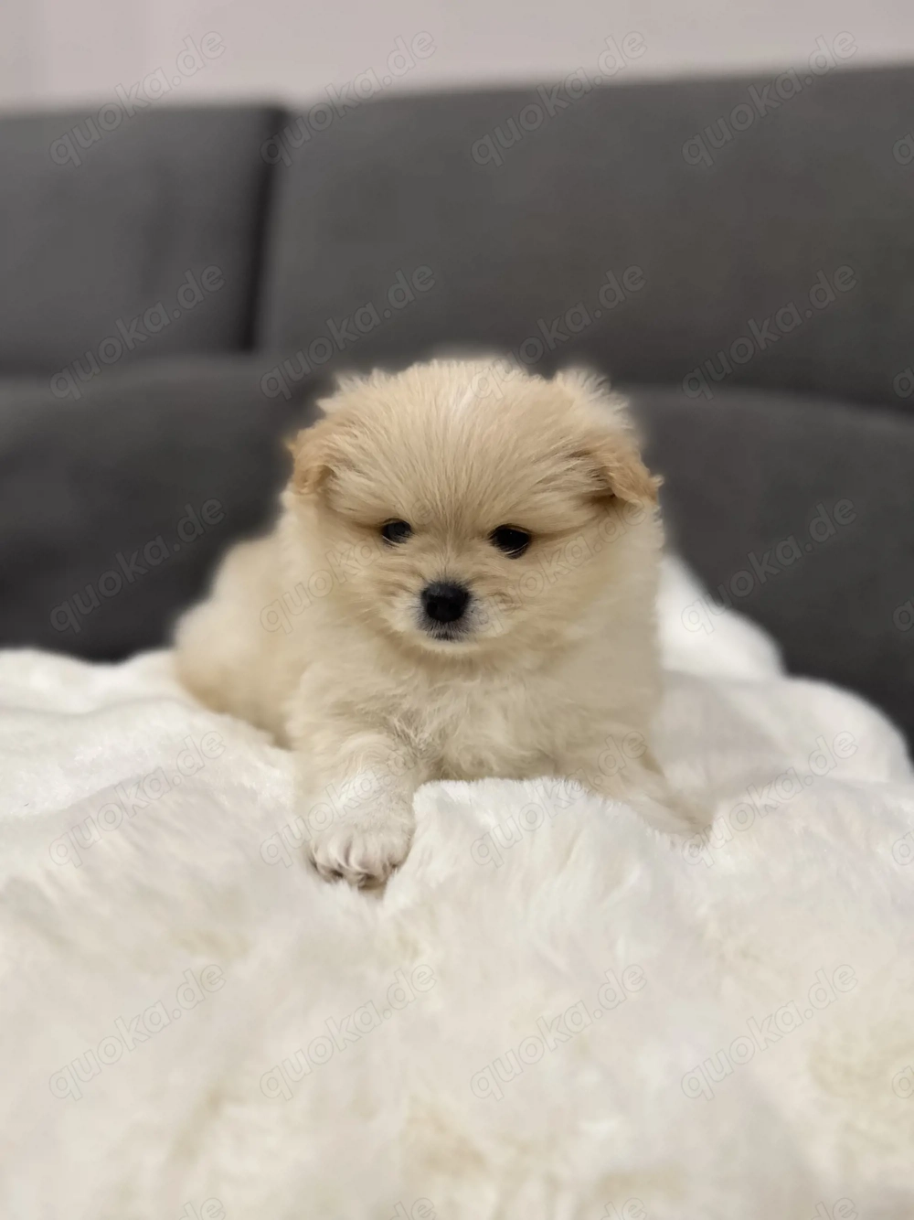 Süße Zwergspitz Welpen