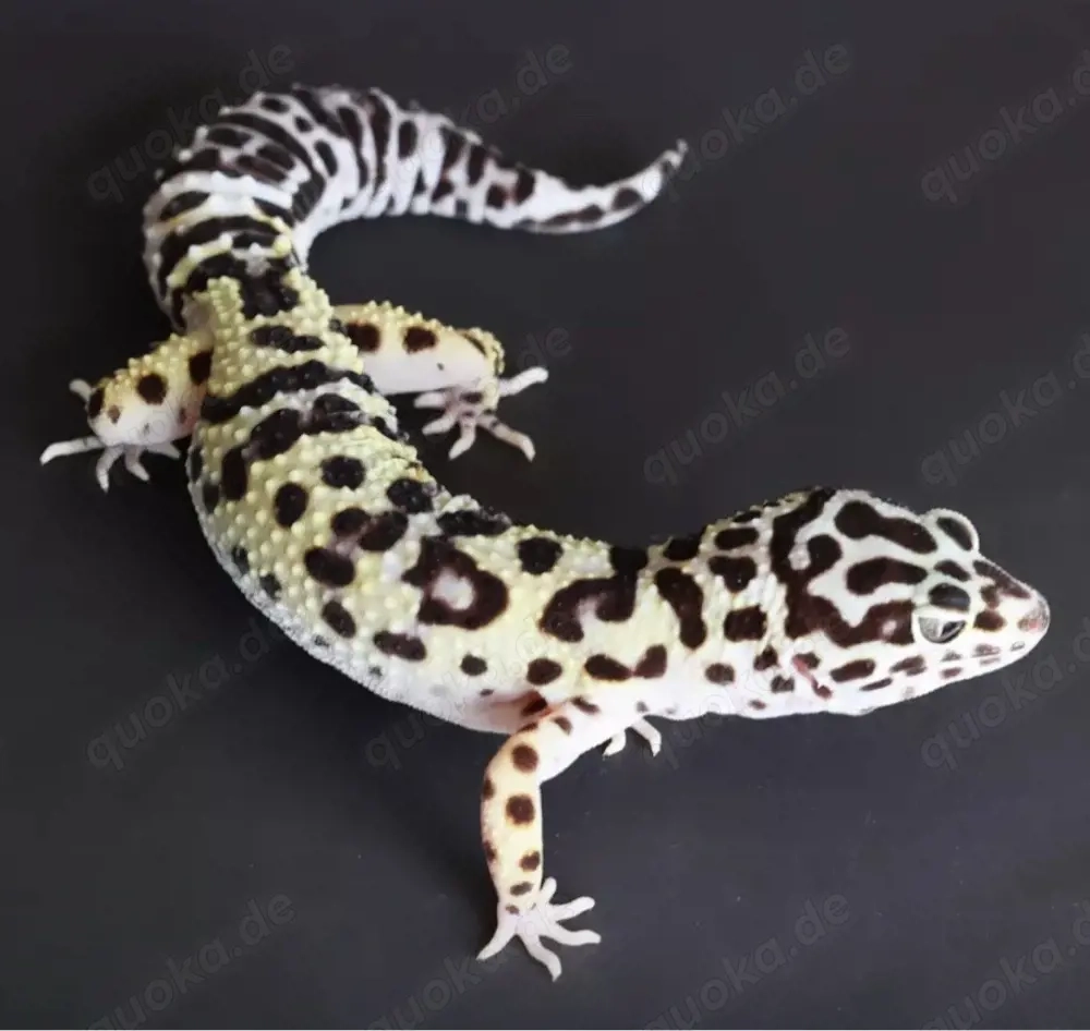 Leopardgecko 0.1