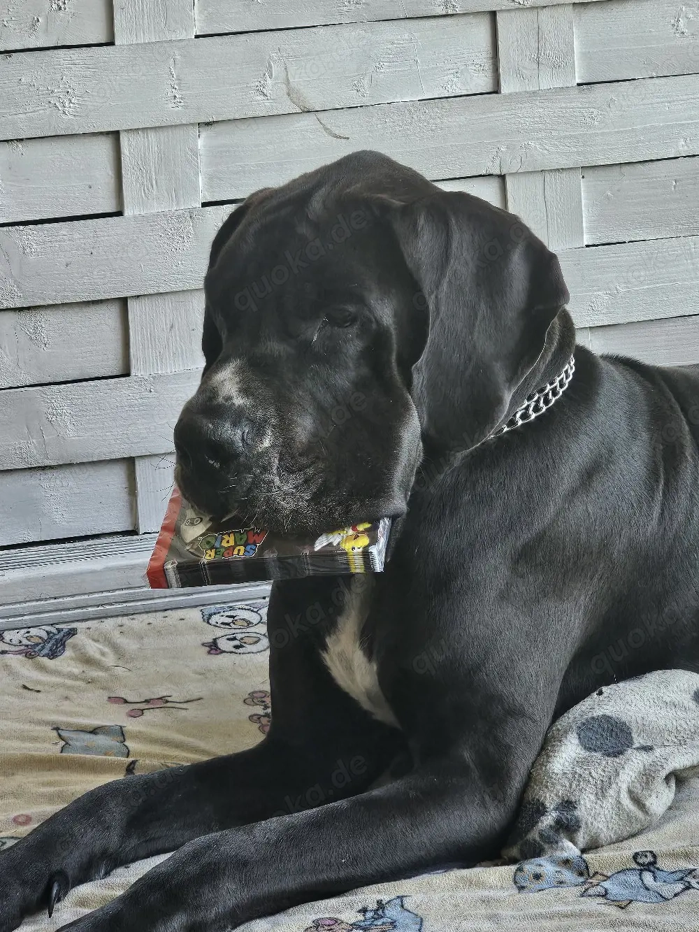 deutsche dogge rüde ab zugeben 