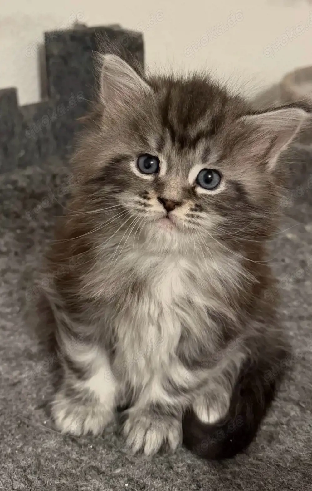 Süße Maine Coon Prinzessinnen 