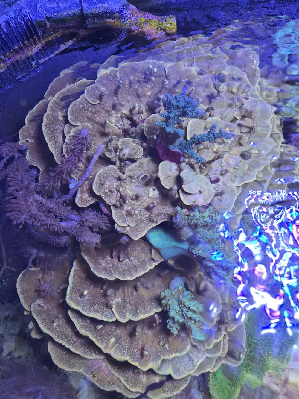 Meerwasser, Montipora, Ableger