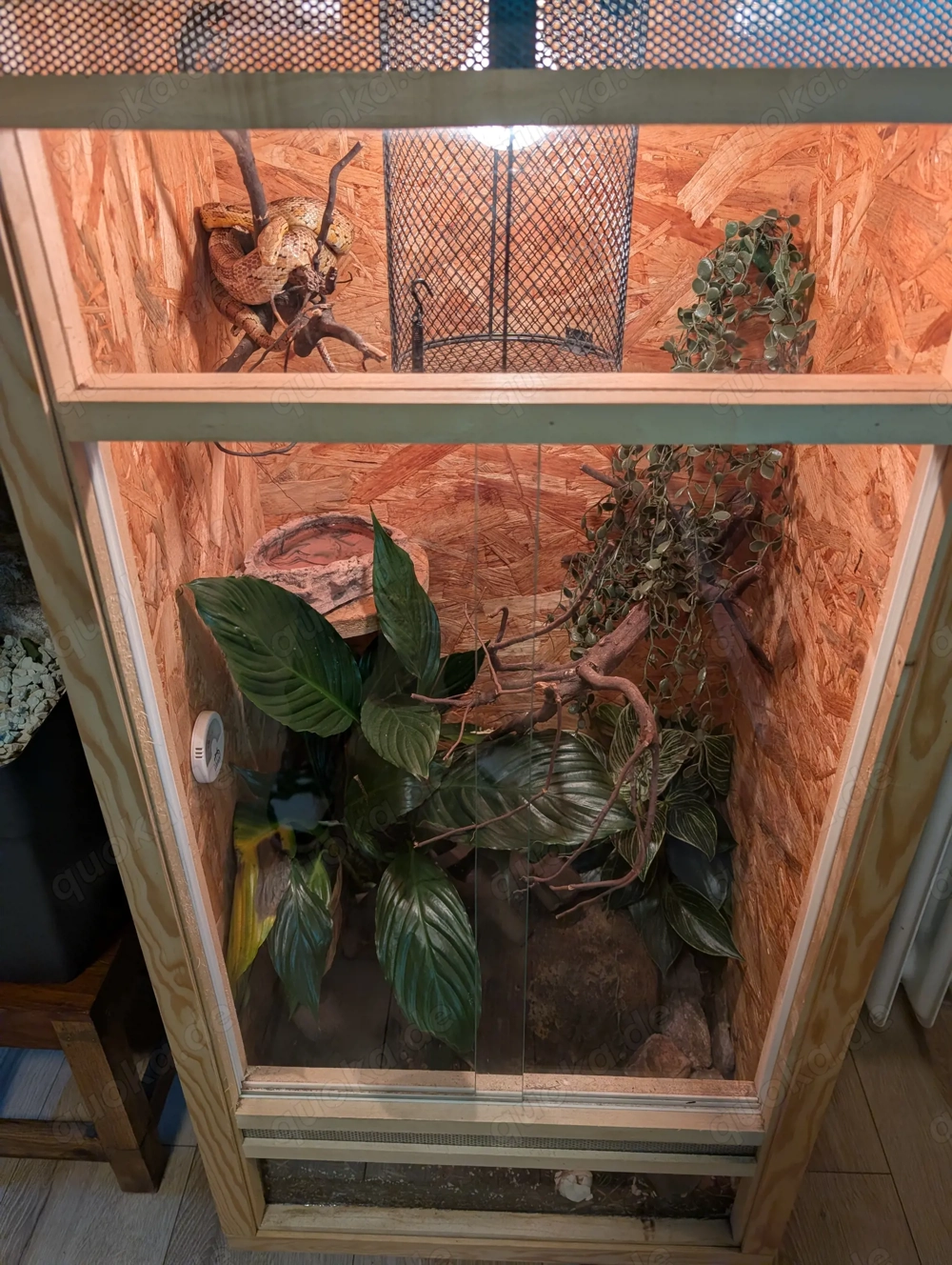 Terrarium mit Kornnatter 