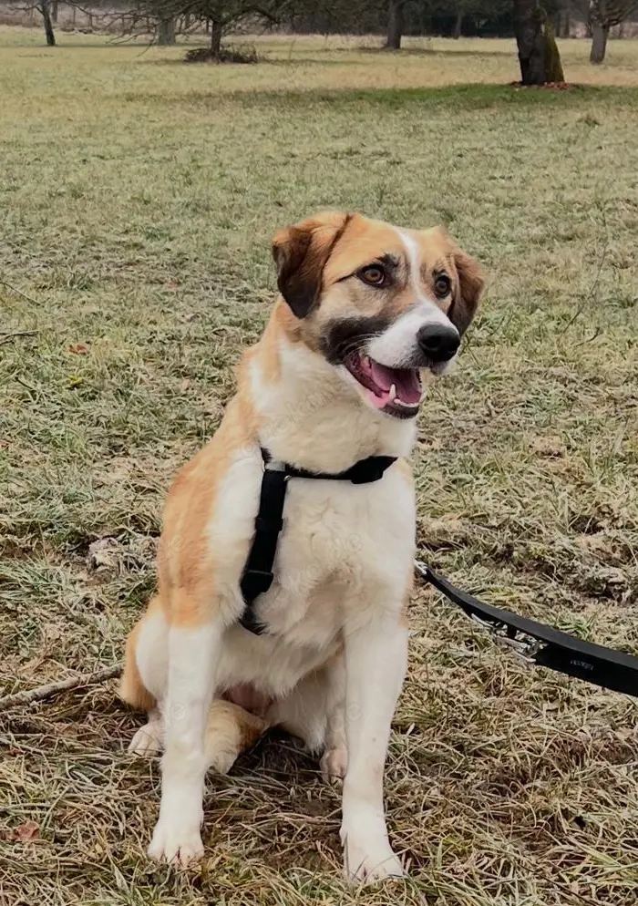 SUKI, 3 Jahre, Hündin, mittelgroß, Mischling, Mix